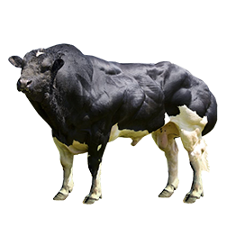 Belgian Blue Cow